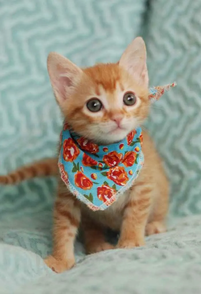 Gato ra a Srd idade 2 a 6 meses nome LILA