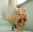 LILA