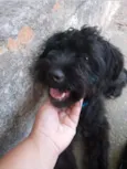 Pequena