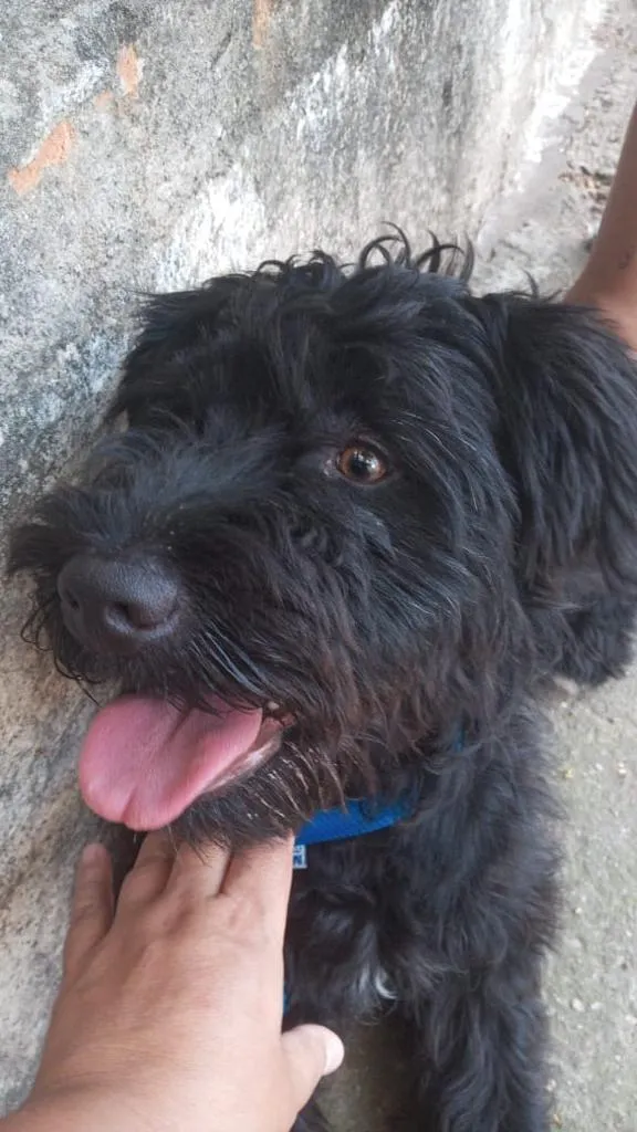Cachorro ra a Poodle  idade 7 a 11 meses nome Pequena 