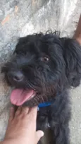 Pequena