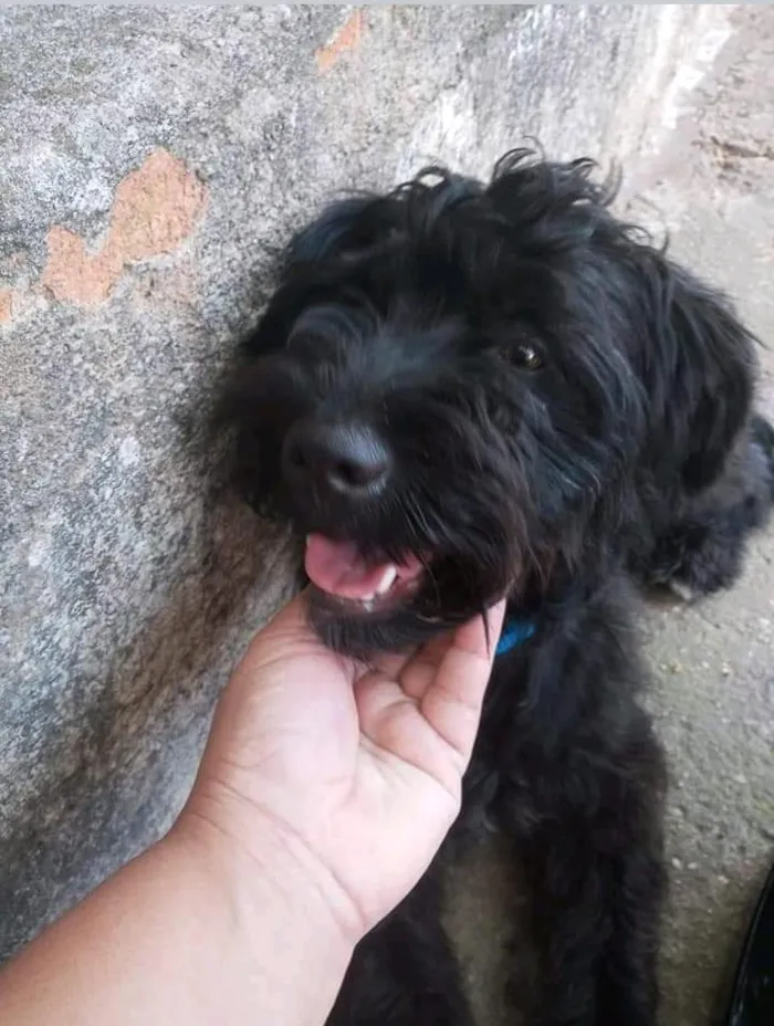 Cachorro ra a Poodle  idade 7 a 11 meses nome Pequena 