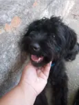 Pequena