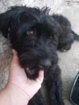 Pequena