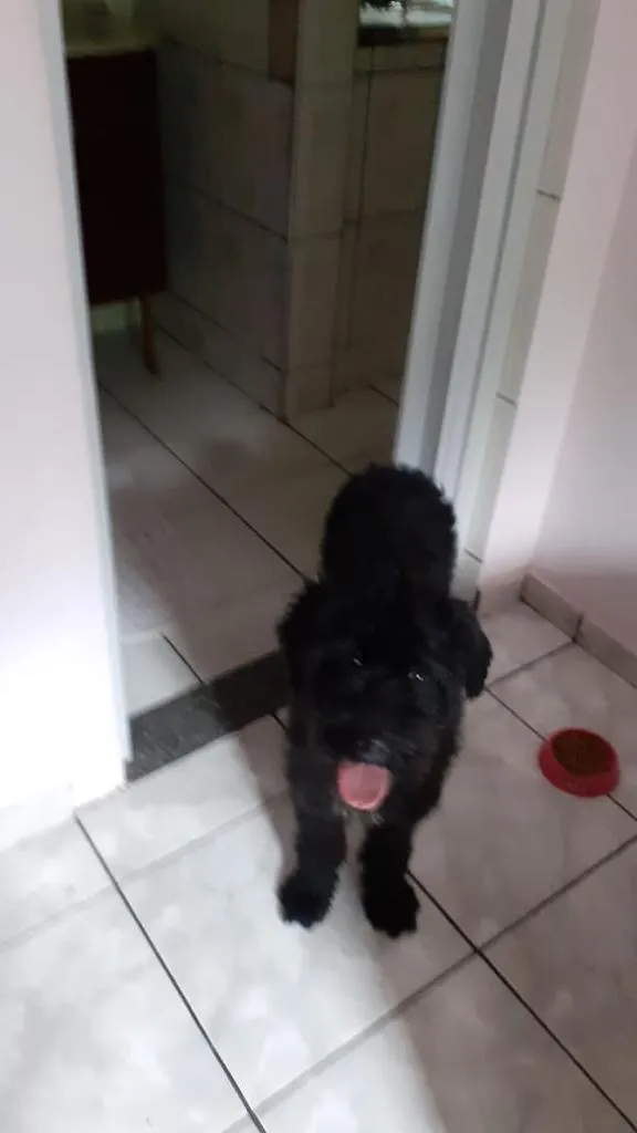 Cachorro ra a Poodle  idade 7 a 11 meses nome Pequena 