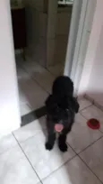 Pequena