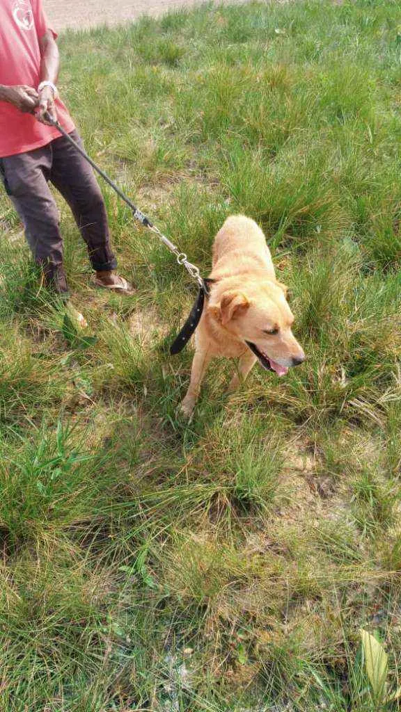 Cachorro ra a Labrador idade 4 anos nome Théo