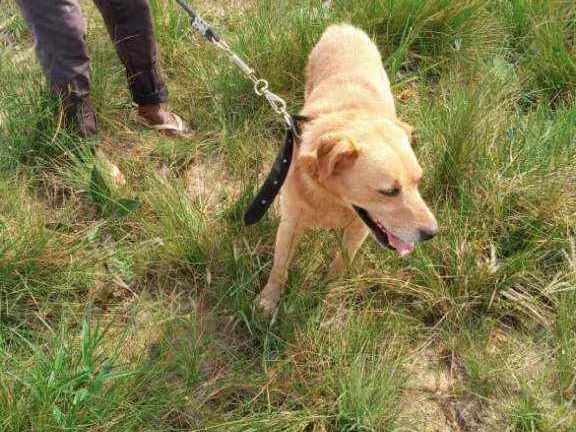 Cachorro ra a Labrador idade 4 anos nome Théo