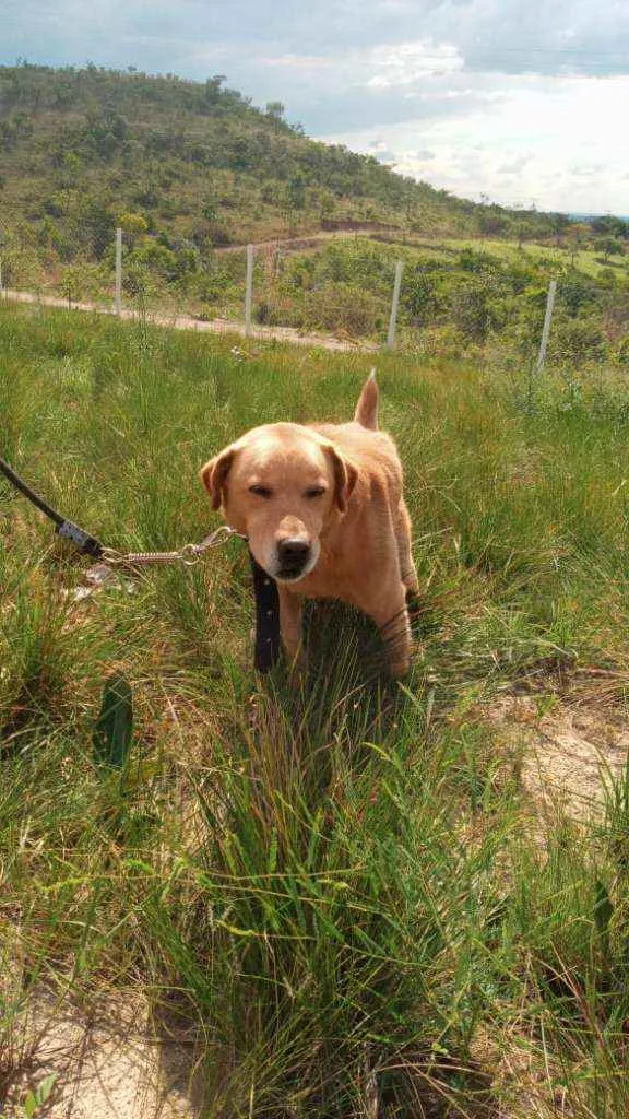 Cachorro ra a Labrador idade 4 anos nome Théo
