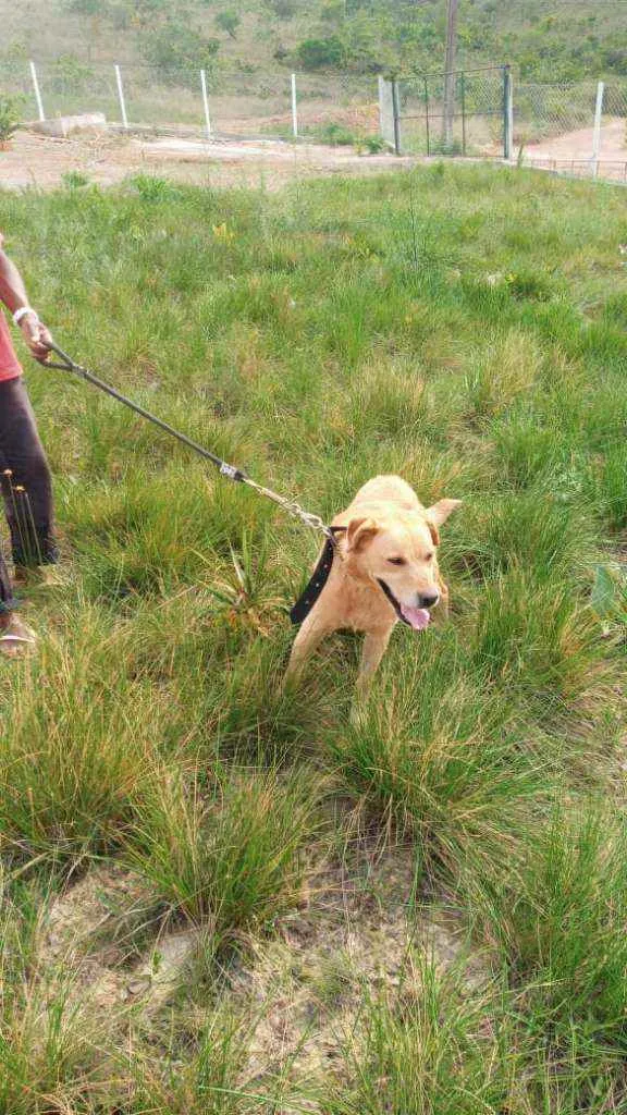 Cachorro ra a Labrador idade 4 anos nome Théo