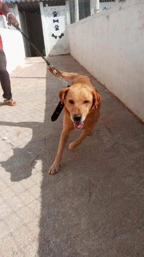 Cachorro ra a Labrador idade 4 anos nome Théo