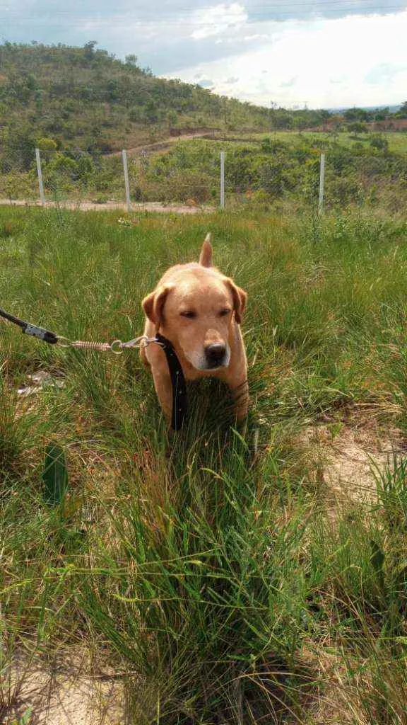 Cachorro ra a Labrador idade 4 anos nome Théo
