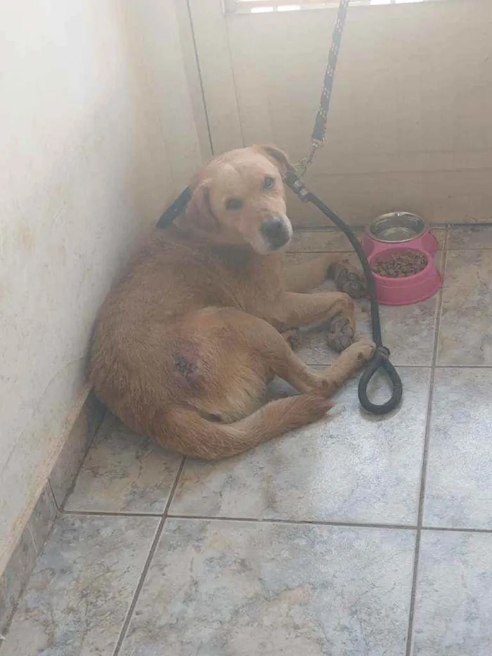 Cachorro ra a Labrador idade 4 anos nome Théo