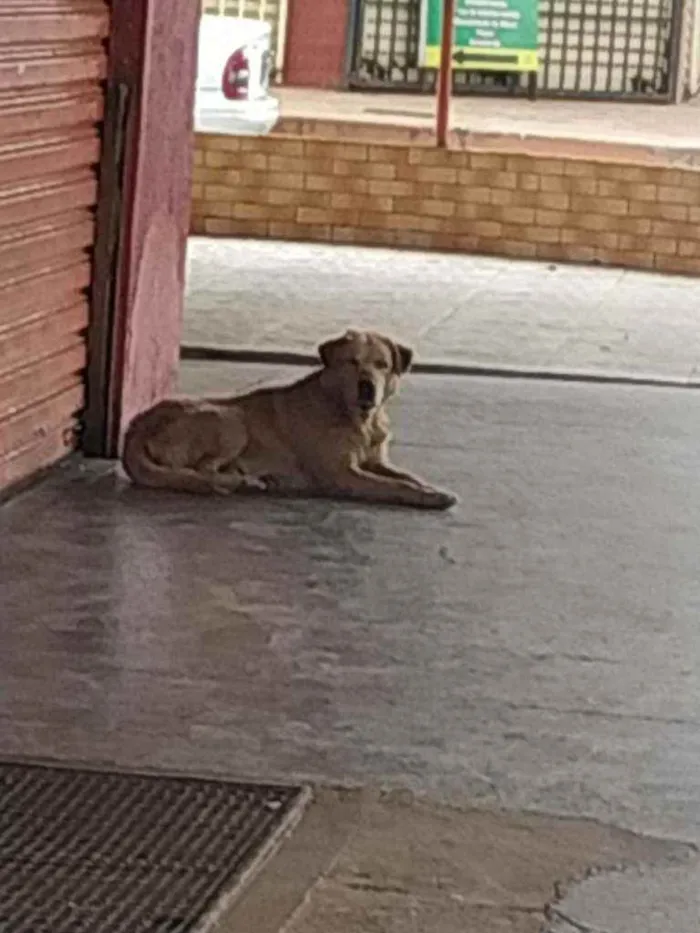 Cachorro ra a Labrador idade 4 anos nome Théo