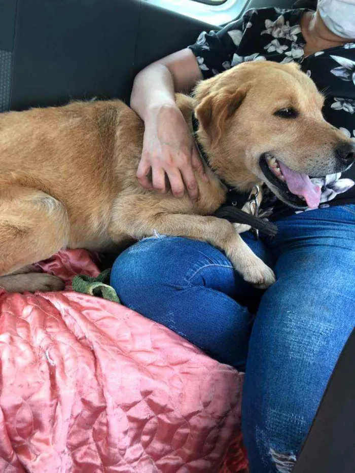 Cachorro ra a Labrador idade 4 anos nome Théo
