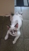 Miucha