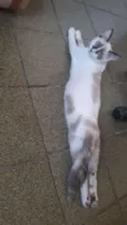 Miucha