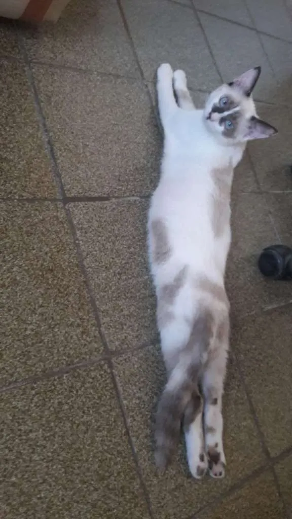 Gato ra a  idade 2 a 6 meses nome Miucha