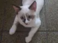 Miucha