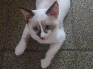 Gato raça  idade 2 a 6 meses nome Miucha