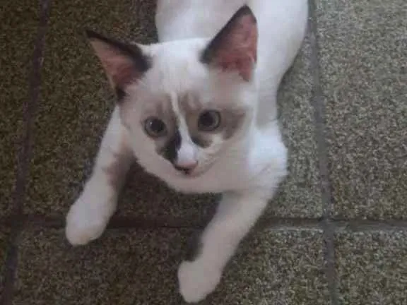 Gato ra a  idade 2 a 6 meses nome Miucha