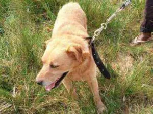 Cachorro raça Labrador idade 4 anos nome Théo