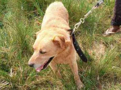 Cachorro ra a Labrador idade 4 anos nome Théo