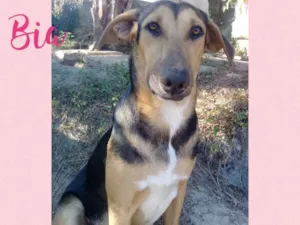 Cachorro raça Srd idade 1 ano nome Bia 
