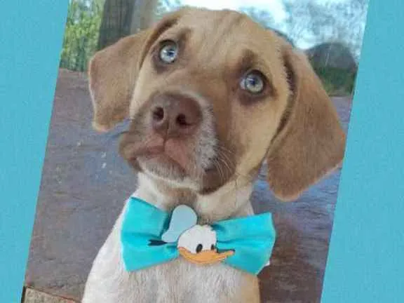 Cachorro raça Srd idade 2 a 6 meses nome Fábio 