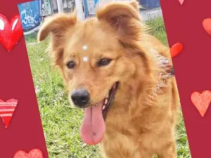 Cachorro raça Srd idade 3 anos nome Mel