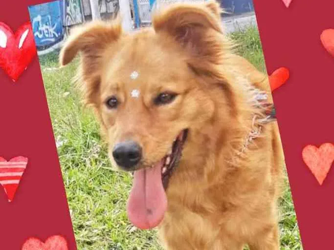 Cachorro raça Srd idade 3 anos nome Mel