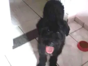 Cachorro raça Poodle  idade 7 a 11 meses nome Pequena 
