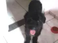Pequena