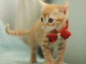 Gato raça Srd idade 2 a 6 meses nome LILA