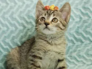 Gato raça Srd idade Abaixo de 2 meses nome Frida