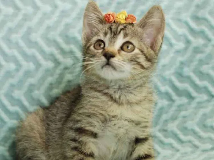 Gato ra a Srd idade Abaixo de 2 meses nome Frida