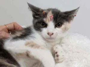 Gato raça Tricolor peluda  idade Abaixo de 2 meses nome Belle