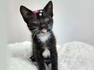 Gato raça Srd idade Abaixo de 2 meses nome Any