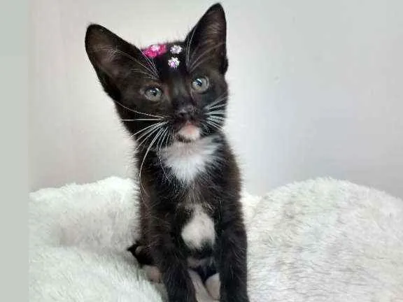 Gato raça Srd idade Abaixo de 2 meses nome Any