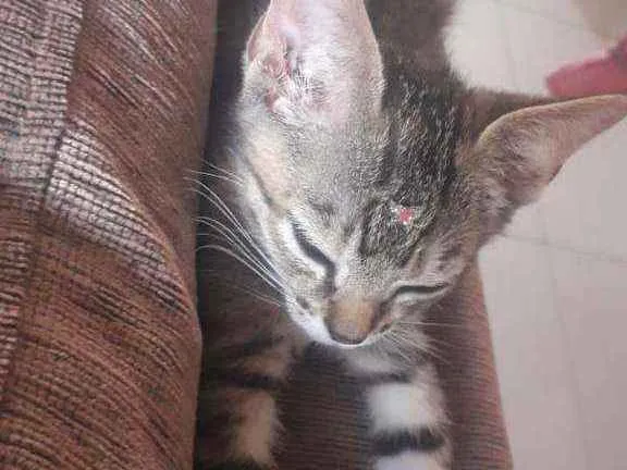 Gato ra a Vira-latas idade Abaixo de 2 meses nome Na descrição 