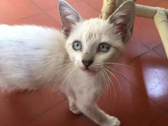 Gato ra a SRD-ViraLata idade 2 a 6 meses nome Neve
