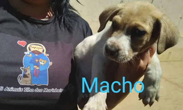 Cachorro ra a SRD-ViraLata idade Abaixo de 2 meses nome Barney