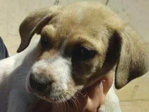 Cachorro raça SRD-ViraLata idade Abaixo de 2 meses nome Barney