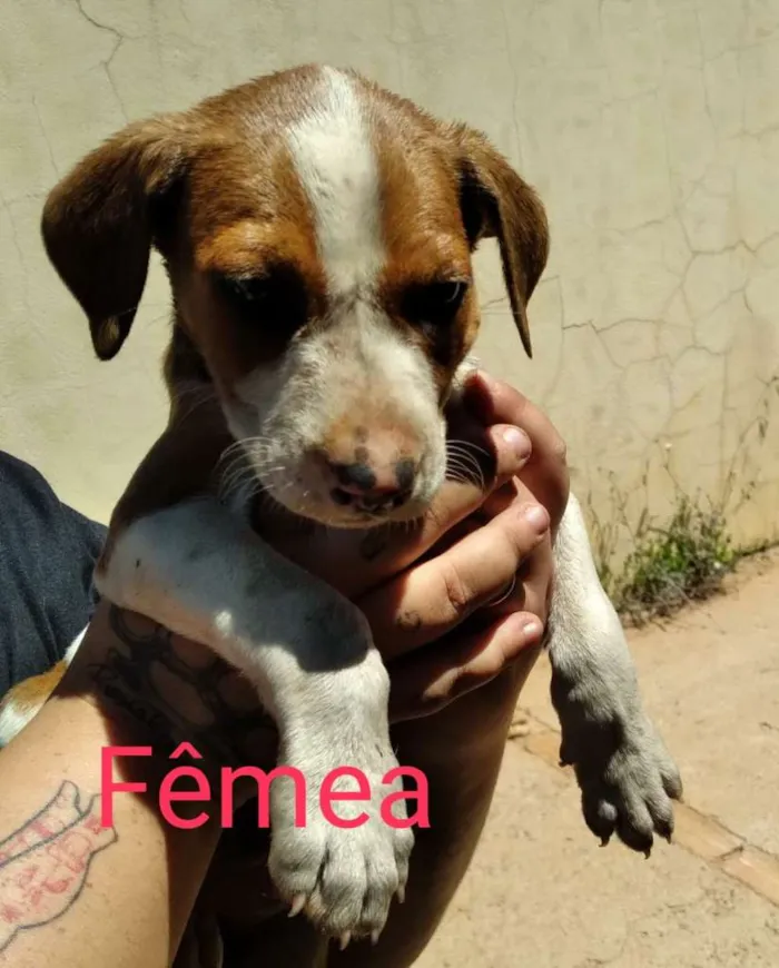 Cachorro ra a SRD-ViraLata idade Abaixo de 2 meses nome Luv