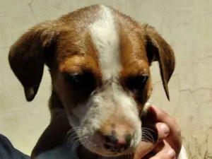 Cachorro raça SRD-ViraLata idade Abaixo de 2 meses nome Luv