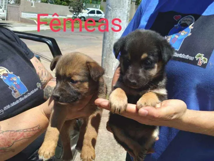 Cachorro ra a SRD-ViraLata idade Abaixo de 2 meses nome Prica