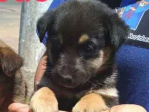 Cachorro raça SRD-ViraLata idade Abaixo de 2 meses nome Prica