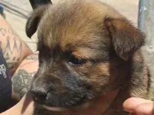 Cachorro ra a SRD-ViraLata idade Abaixo de 2 meses nome Prica