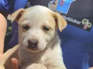 Cachorro raça SRD-ViraLata idade Abaixo de 2 meses nome Biba