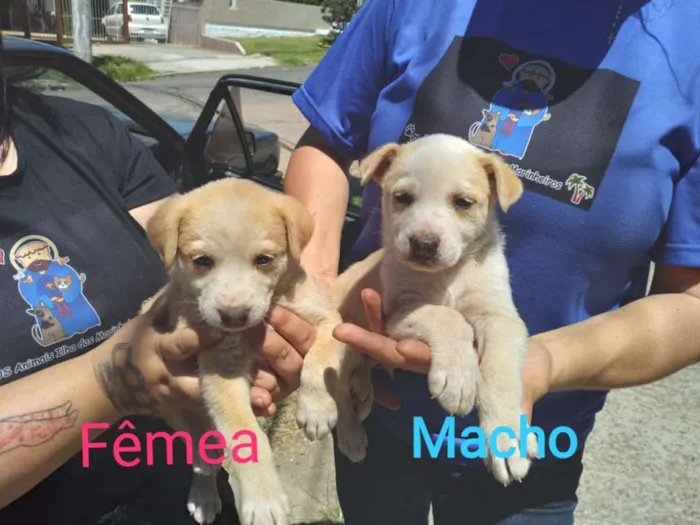 Cachorro ra a SRD-ViraLata idade Abaixo de 2 meses nome Tipa